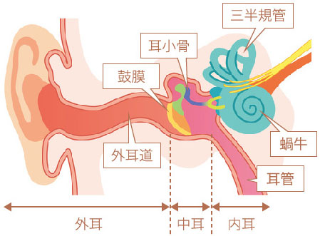 耳鼻咽喉科 主な対象疾患 北区赤羽の総合病院 東京北医療センター